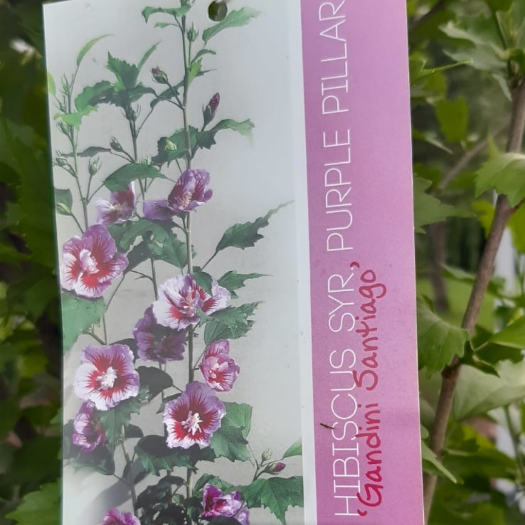 Zuil Hibiscus - Hibiscus Purple Pillar