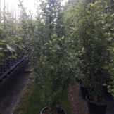 Zuil Hibiscus - Hibiscus Purple Pillar