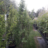 Zuil Hibiscus - Hibiscus Purple Pillar