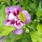 Zuil Hibiscus - Hibiscus Purple Pillar