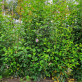 Zuil Hibiscus - Hibiscus Purple Pillar