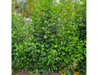 Zuil Hibiscus - Hibiscus Purple Pillar