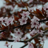 Kerspruim dakboom - Prunus cerasifera Nigra