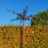 Kerspruim dakboom - Prunus cerasifera Nigra