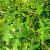 Dakmoeraseik  - Quercus Palustris