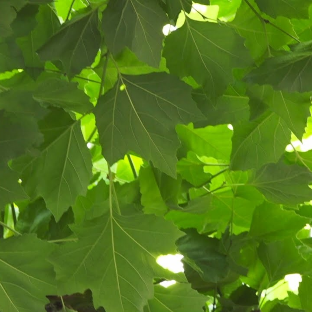 Dakplataan - Platanus hispanica