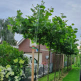 Dakplataan - Platanus hispanica