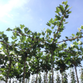 Dakplataan - Platanus hispanica