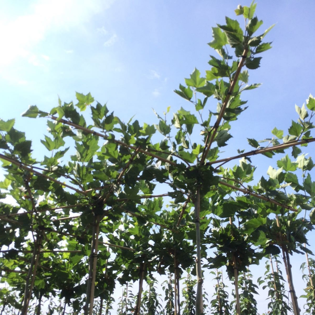 Dakplataan - Platanus hispanica