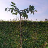 Dakmoerbei - Morus alba Fruitless