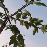 Dakmoerbei - Morus alba Fruitless