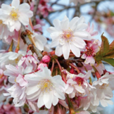Winterbloeiende kers bolvorm - Prunus subhirtella 'Autumnalis Rosea'