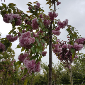 Japanse treursierkers - Prunus Kiku shidare zakura