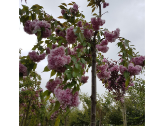 Japanse treursierkers - Prunus Kiku shidare zakura