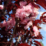 Rode Japanse Sierkers – Prunus serrulata ‘Royal Burgundy’