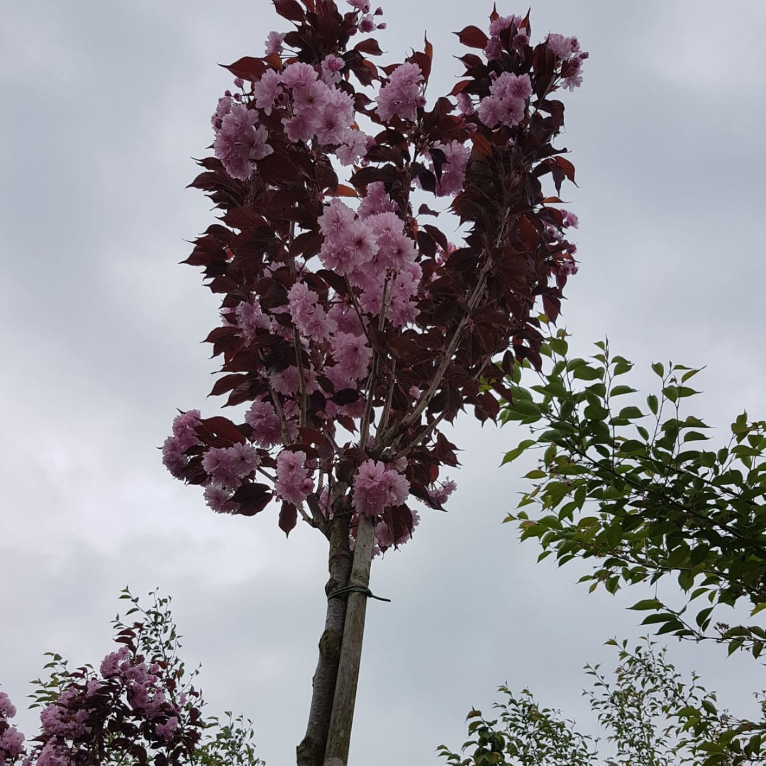 Rode Japanse Sierkers – Prunus serrulata ‘Royal Burgundy’
