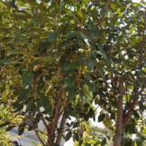 Bol sierkers  - Prunus eminens Umbraculifera