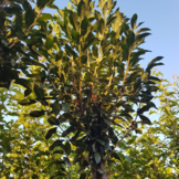 Bol sierkers  - Prunus eminens Umbraculifera