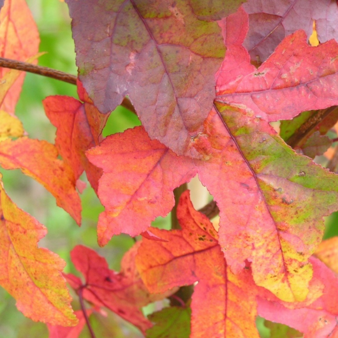 Bol amberboom – Liquidambar styraciflua ‘Gum Ball’