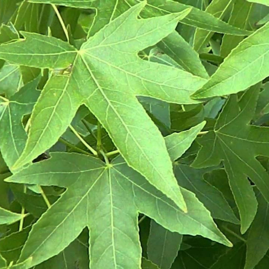 Bol amberboom – Liquidambar styraciflua ‘Gum Ball’