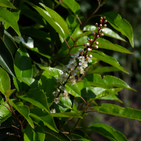Portugese laurier bolvorm - Prunus lusitanica