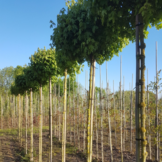 Bol veldesdoorn - Acer campestre Nanum
