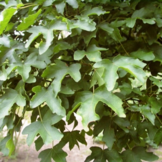 Bol veldesdoorn - Acer campestre Nanum