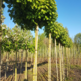 Bol veldesdoorn - Acer campestre Nanum