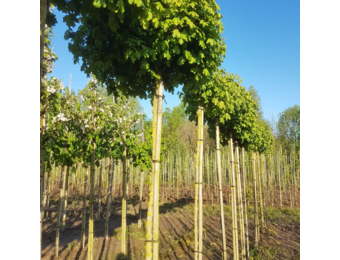 Bol veldesdoorn - Acer campestre Nanum