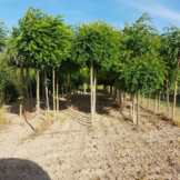 Bolacacia - Robinia ps. Umbraculifera