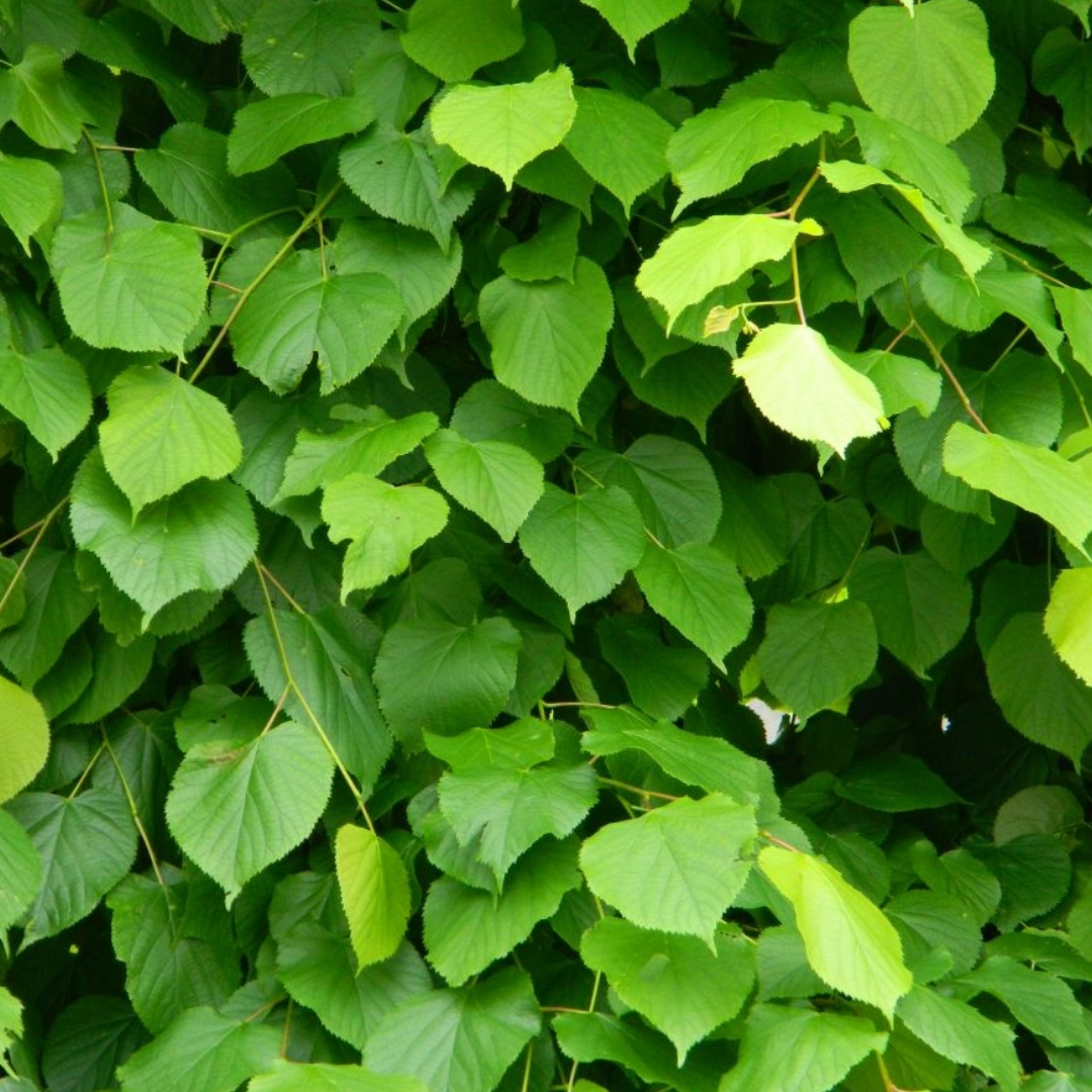 Lei-linde - Tilia europaea 'Pallida'