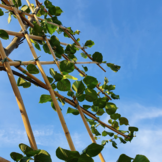 Lei-linde - Tilia europaea 'Pallida'