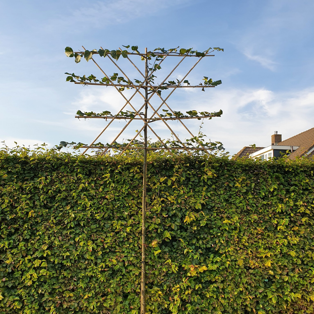 Leilinde - Tilia europaea 'Pallida'