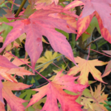 Lei amberboom - Liquidambar styr. 'Worplesdon'