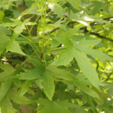 Lei amberboom - Liquidambar styr. 'Worplesdon'