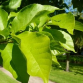 Leimagnolia - Magnolia kobus