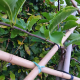 Leimagnolia - Magnolia kobus