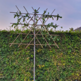 Leimagnolia - Magnolia kobus