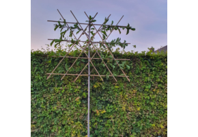 Leimagnolia - Magnolia kobus