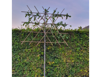 Leimagnolia - Magnolia kobus