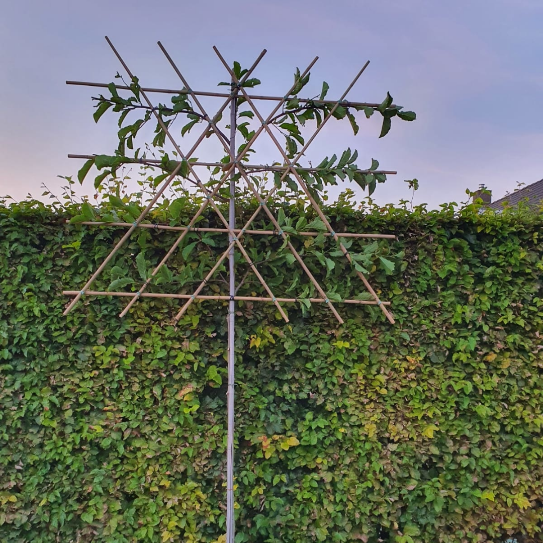 Leimagnolia - Magnolia kobus