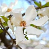 Leimagnolia - Magnolia kobus