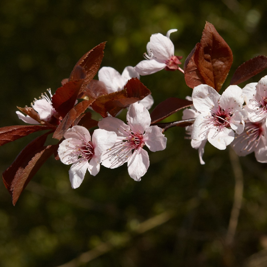 Kerspruim leiboom - Prunus cerasifera Nigra