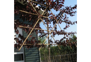 Kerspruim leiboom - Prunus cerasifera Nigra