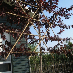 Kerspruim leiboom - Prunus cerasifera Nigra
