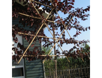 Kerspruim leiboom - Prunus cerasifera Nigra