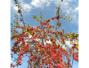 Sierappel leiboom- Malus evereste