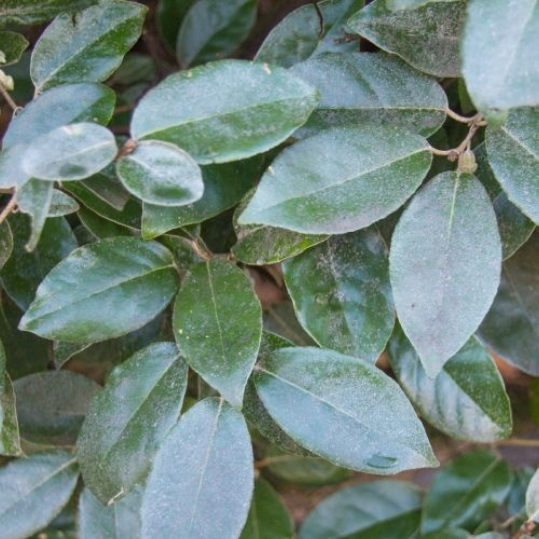 Lei-olijfwilg - Elaeagnus Ebbingei