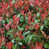 Lei-Glansmispel - Lei Photinia fraseri Red Robin