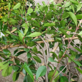 Lei-Glansmispel - Lei Photinia fraseri Red Robin